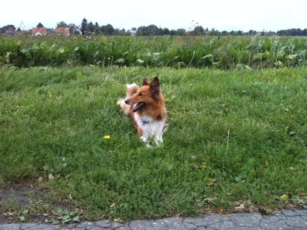 Andachtsbild von Katharina mit Merle im Herzen