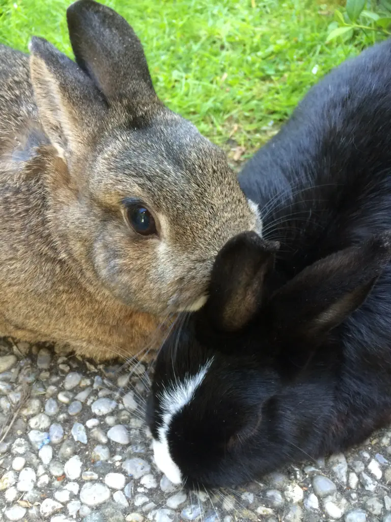 Andachtsbild von Sonntagsrosen