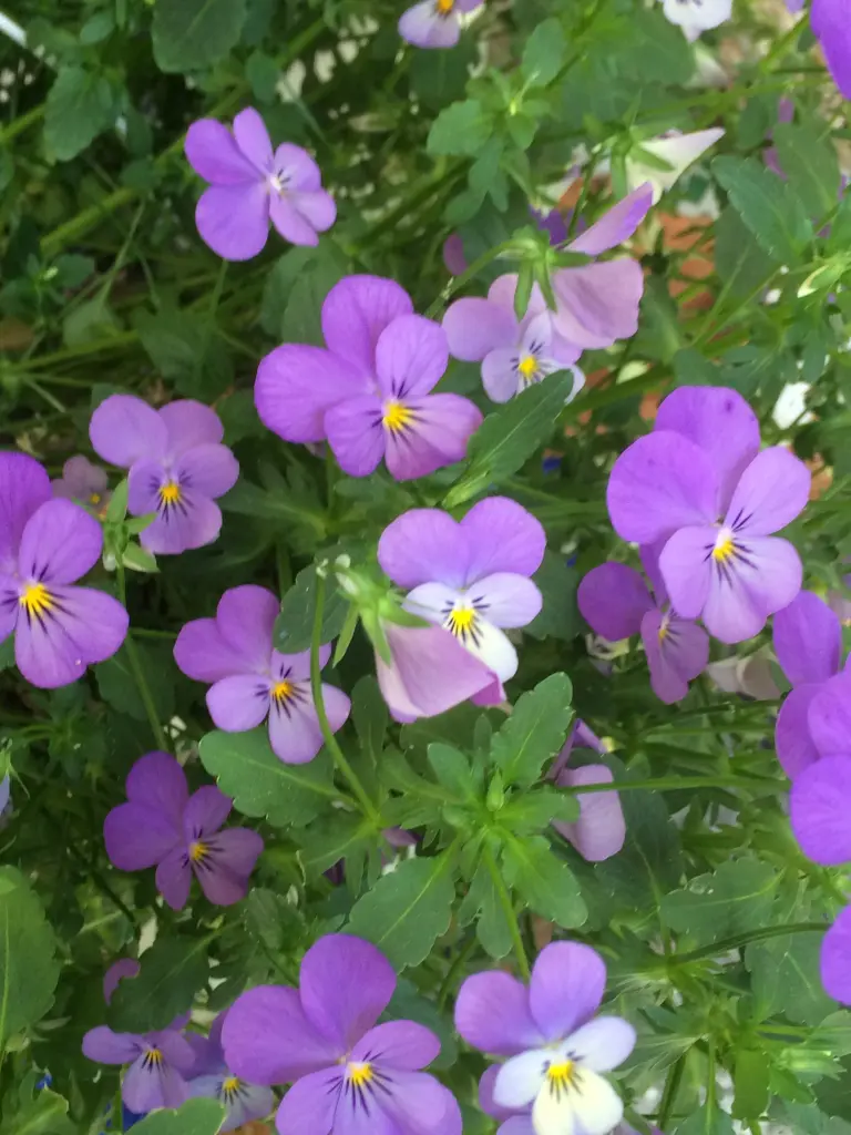 Andachtsbild von Genesungswünsche