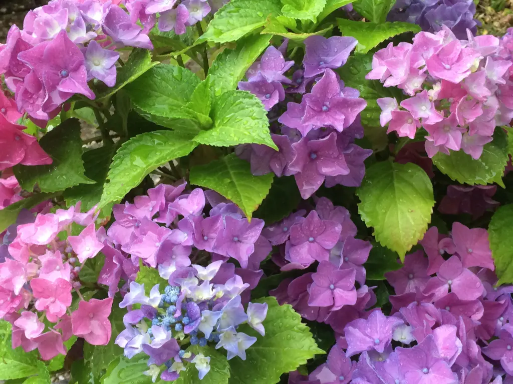 Andachtsbild von Viel Glück für Oscar 