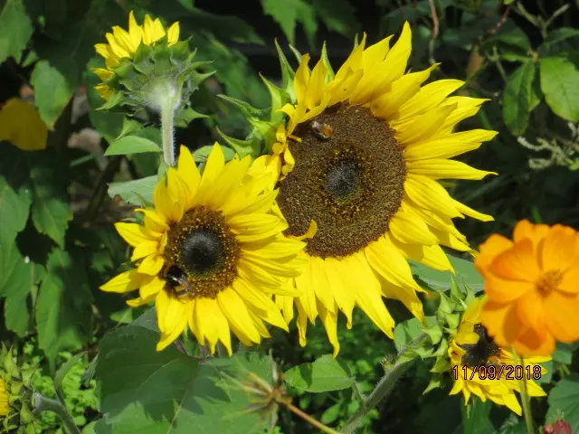 Andachtsbild von Für Oscar