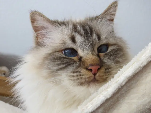 Andachtsbild von Uschi mit Seelenkatzen Jojo und Merlin