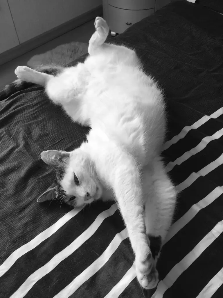 Andachtsbild von Susanne mit Cedric im Herzen 