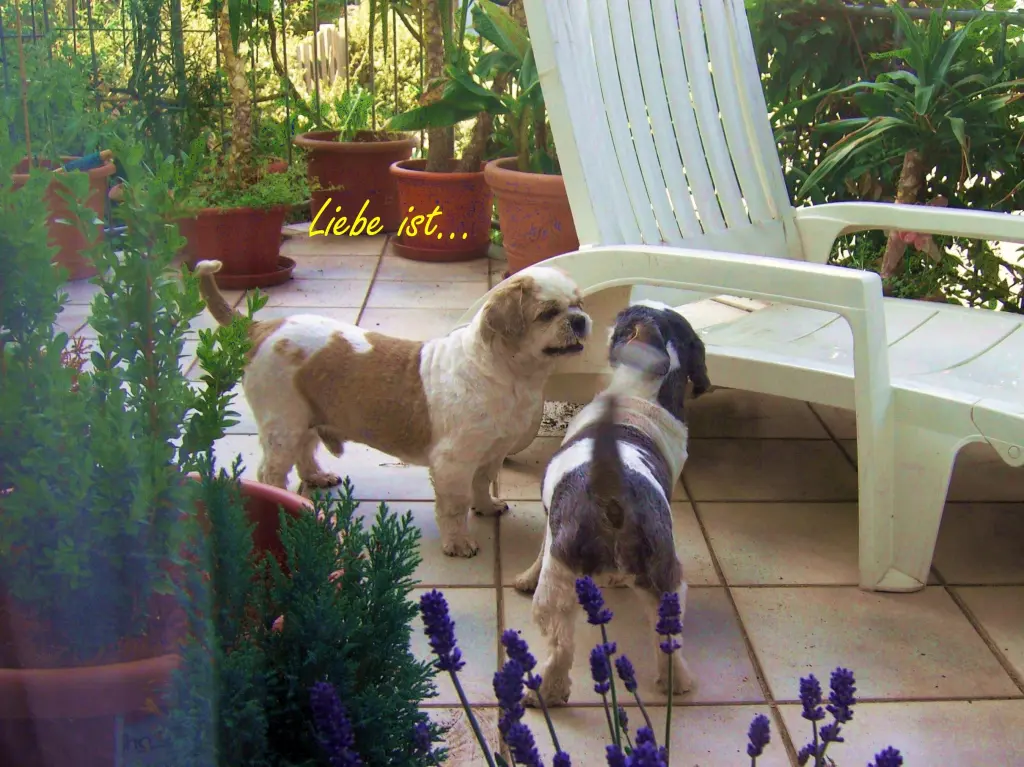 Andachtsbild von Marika mit Balou und Hippo im Herzen