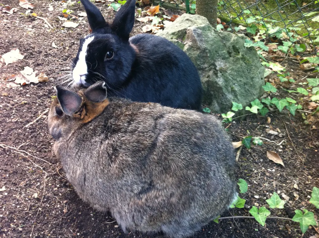 Andachtsbild von Eine Sonntagsrose für Purzel