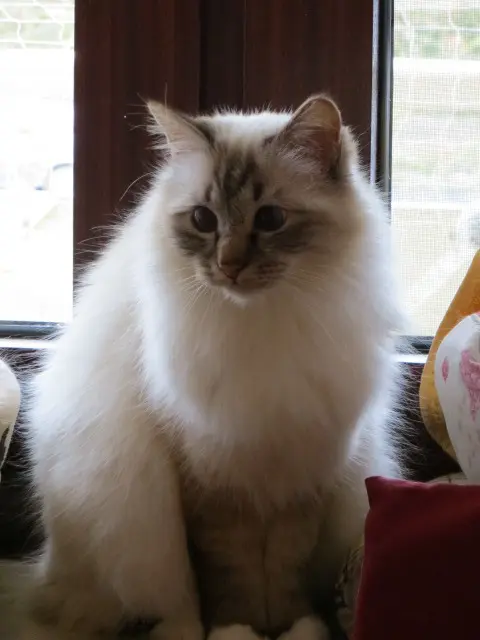 Andachtsbild von Uschi mit Seelenkatzen Jojo und Merlin