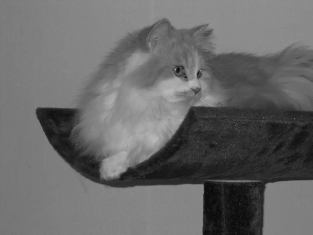 Andachtsbild von Sternenkater Leo