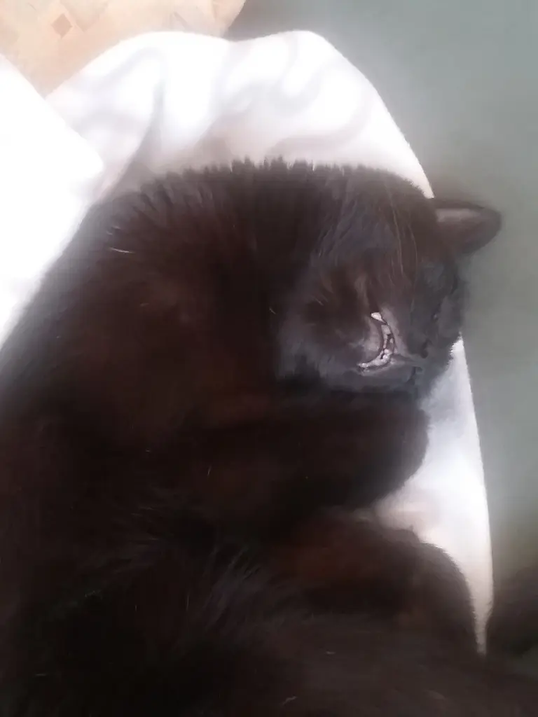 Andachtsbild von Anja mit Joy im Herzen ❤