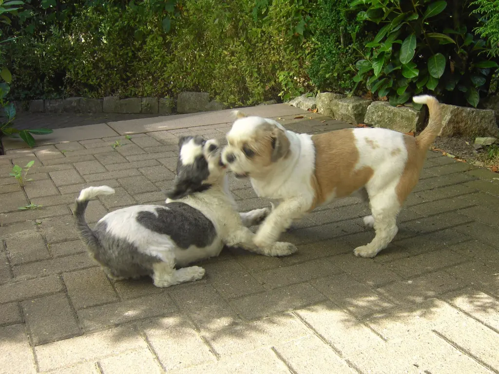 Andachtsbild von Marika mit Balou und Hippo im Herzen