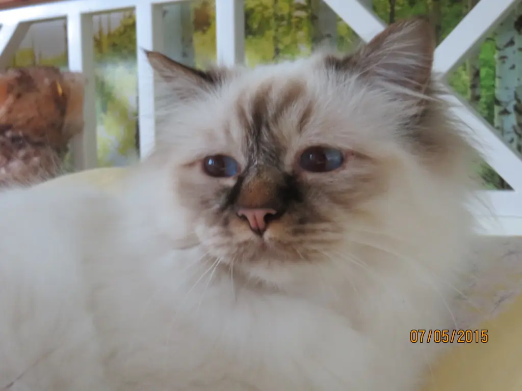 Andachtsbild von Uschi mit Seelenkatzen Jojo und Merlin