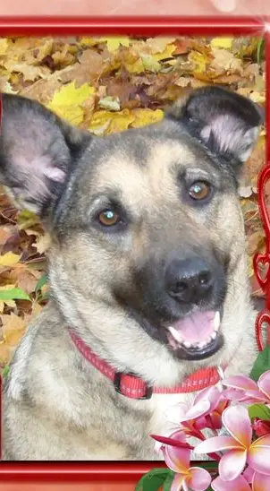 Andachtsbild von Unbekannt