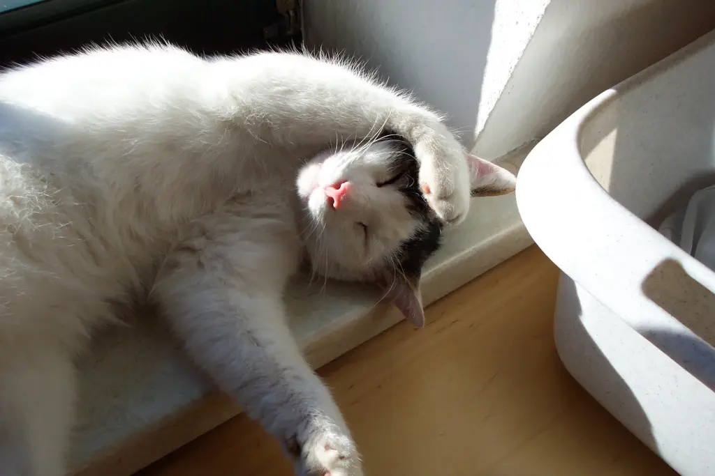 Andachtsbild von Susanne mit Cedric im Herzen 