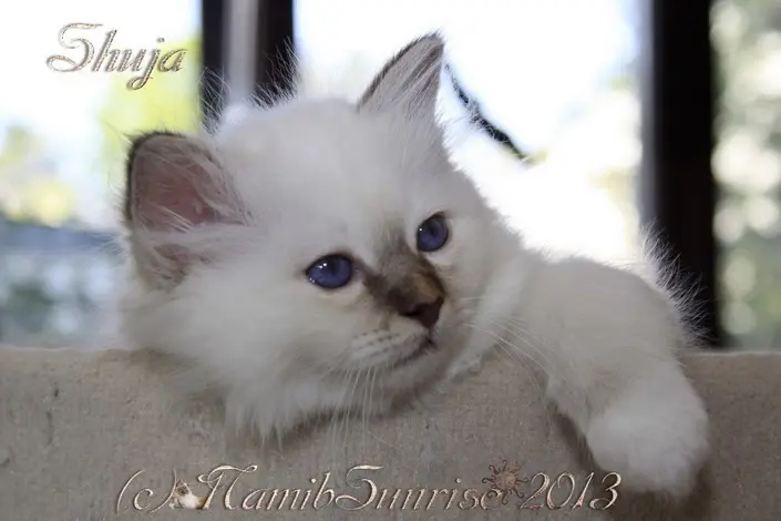 Andachtsbild von Uschi und Shuja