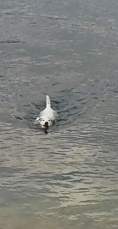 Andachtsbild von Kerstin mit  Gismo  im Herzen 