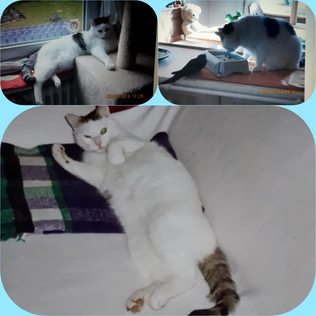 Andachtsbild von Eike und Edeltraud mit Mulle Miezi und Jonny tief im Herzen