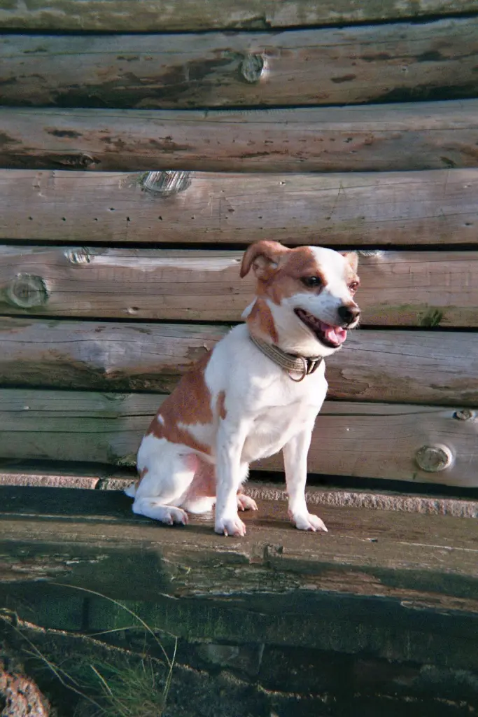 Andachtsbild von Marika mit Balou und Hippo im Herzen