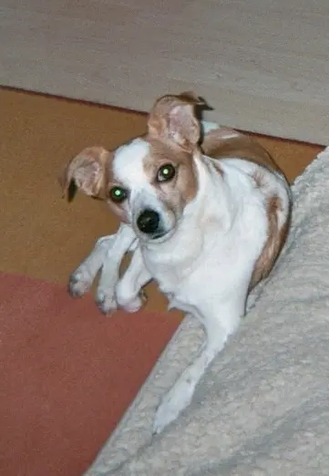 Andachtsbild von Marika mit Balou und Hippo im Herzen