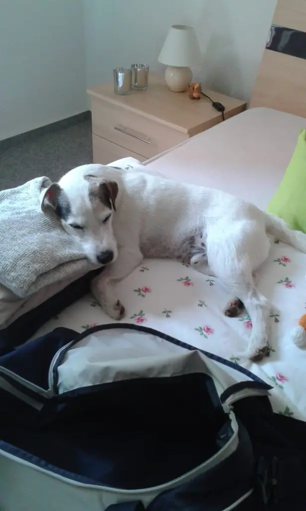 Andachtsbild von Kerstin mit  Gismo  im Herzen 