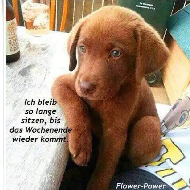 Andachtsbild von Eike und Edeltraud mit Mulle, Miezi und Jonny tief im Herzen 