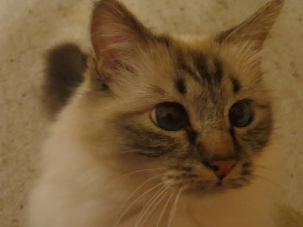 Andachtsbild von Uschi mit Seelenkatzen Jojo und Merlin