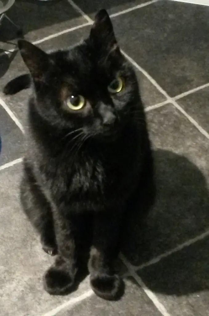 Andachtsbild von Anja mit Joy im Herzen ❤