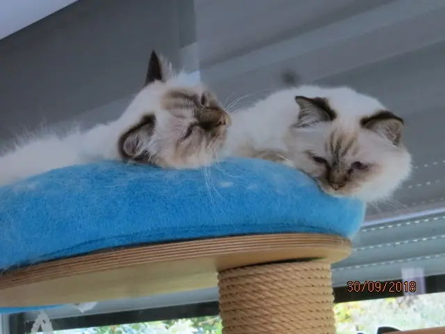 Andachtsbild von Uschi mit Seelenkatyen Jojo und Merlin