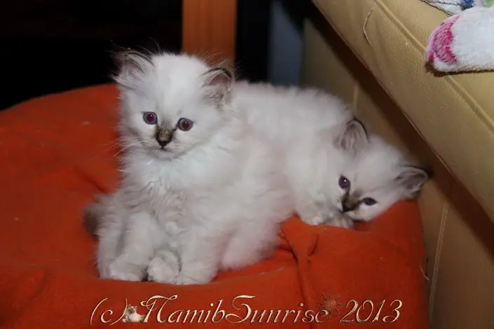 Andachtsbild von Uschi mit Seelenkatzen Jojo und Merlin