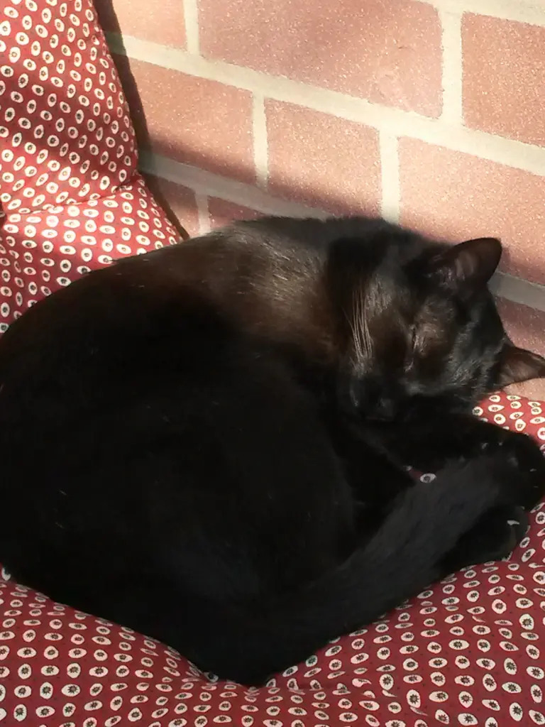 Andachtsbild von Anja mit Joy im Herzen ❤