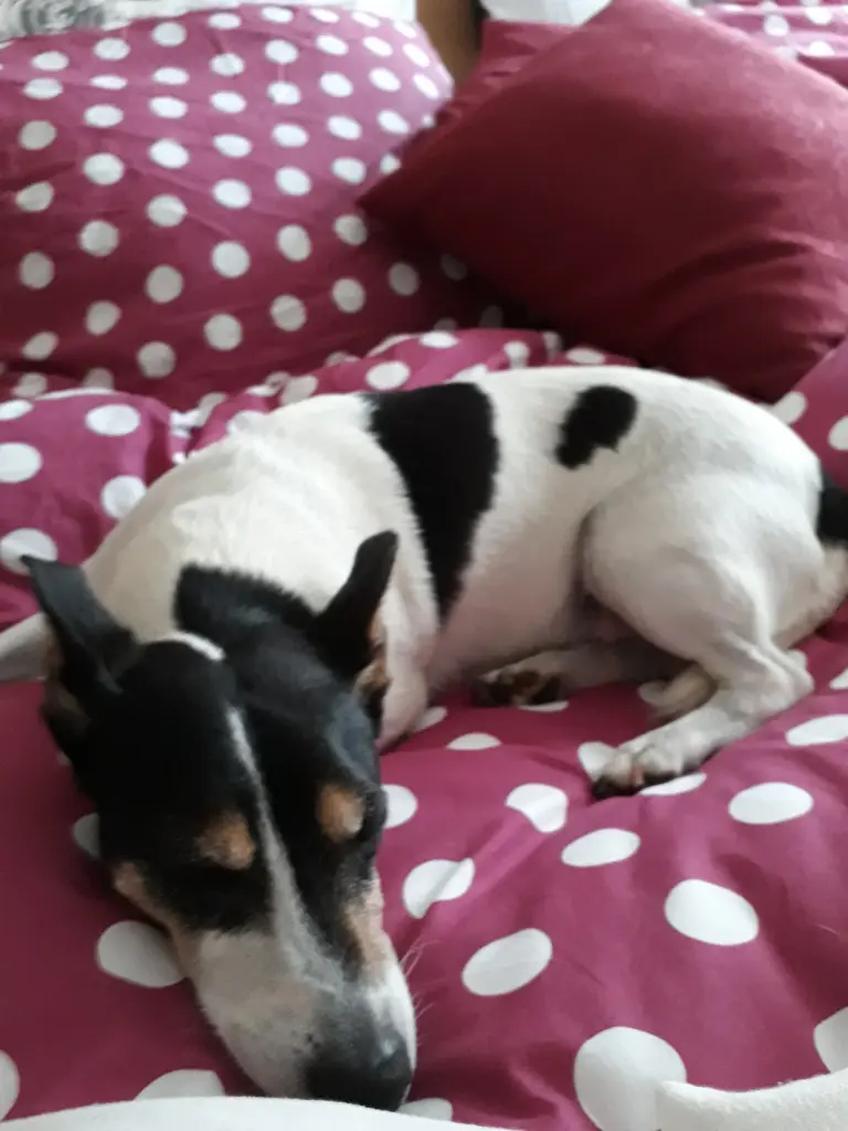 Andachtsbild von Kerstin mit  Gismo  im Herzen 