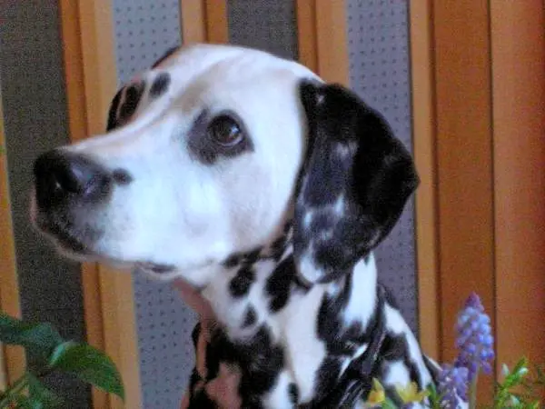 Andachtsbild von Michaela mit Nicko und Ariane ganz tief im ❤