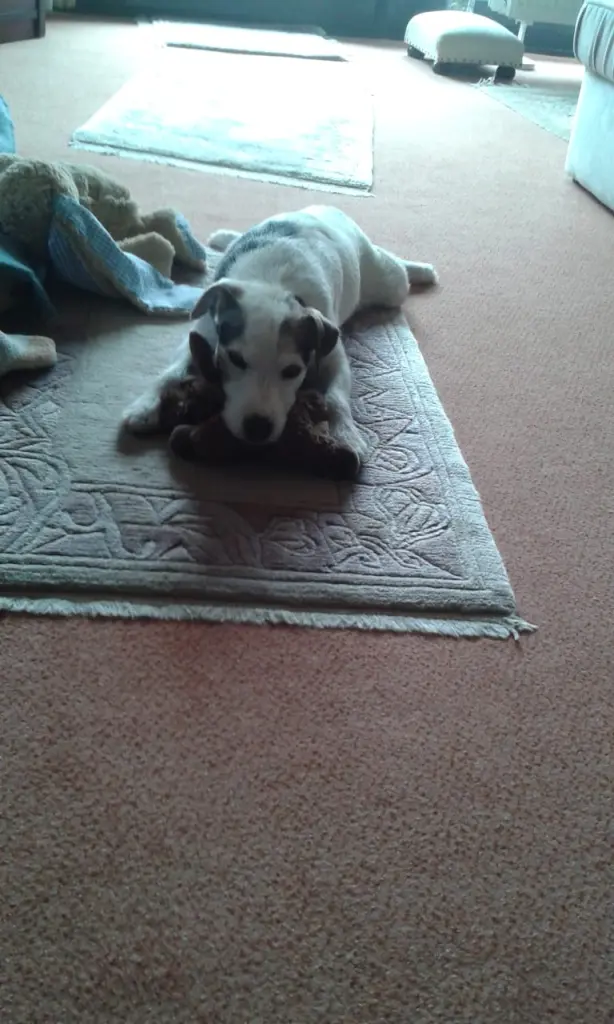 Andachtsbild von Kerstin mit  Gismo  im Herzen 