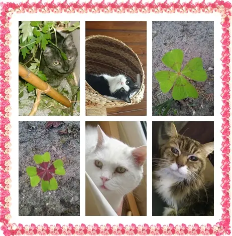 Andachtsbild von Ilse mit Jule, Gismo, Fee und Minna tief im Herzen