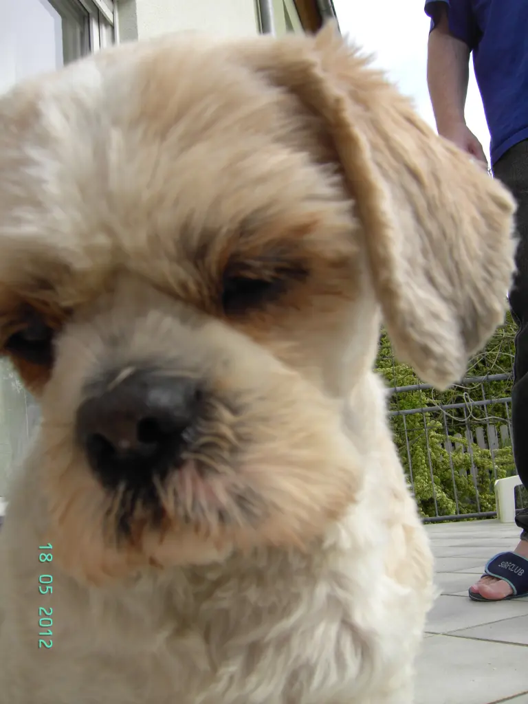 Andachtsbild von Marika mit Balou und Hippo im Herzen