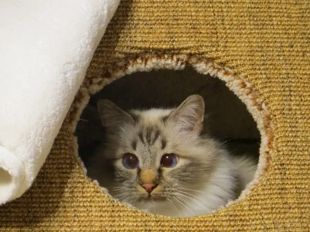 Andachtsbild von Uschi mit Shiva, Simba und Shuja