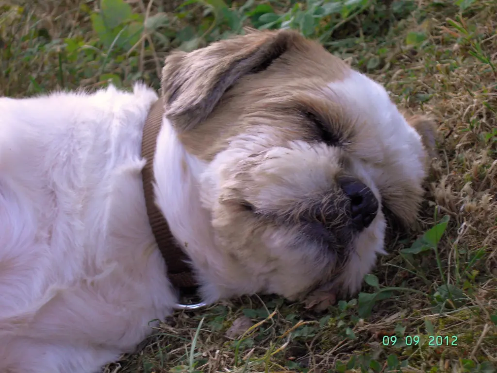 Andachtsbild von Marika mit Balou und Hippo im Herzen