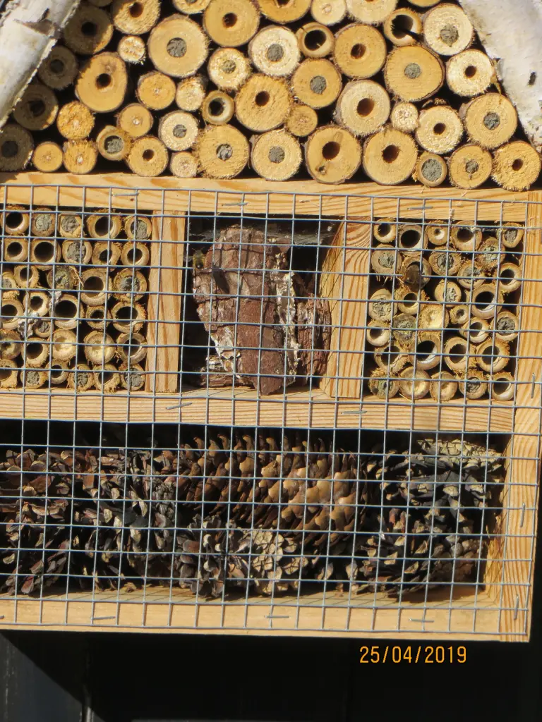 Andachtsbild von Uschi mit Shiva, Simba u. Shuja