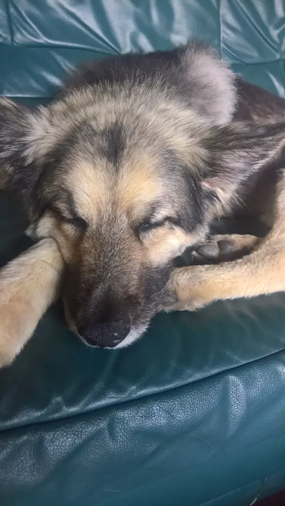 Andachtsbild von Susanne mit Rusty im Herzen