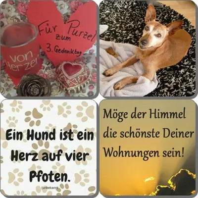 Andachtsbild von Ilse mit Jule, Gismo, Fee und Minna tief im Herzen