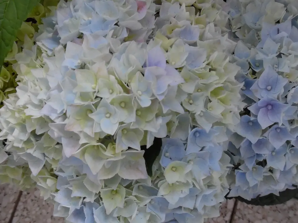 Andachtsbild von Irene mit Jimmy tief im Herzen