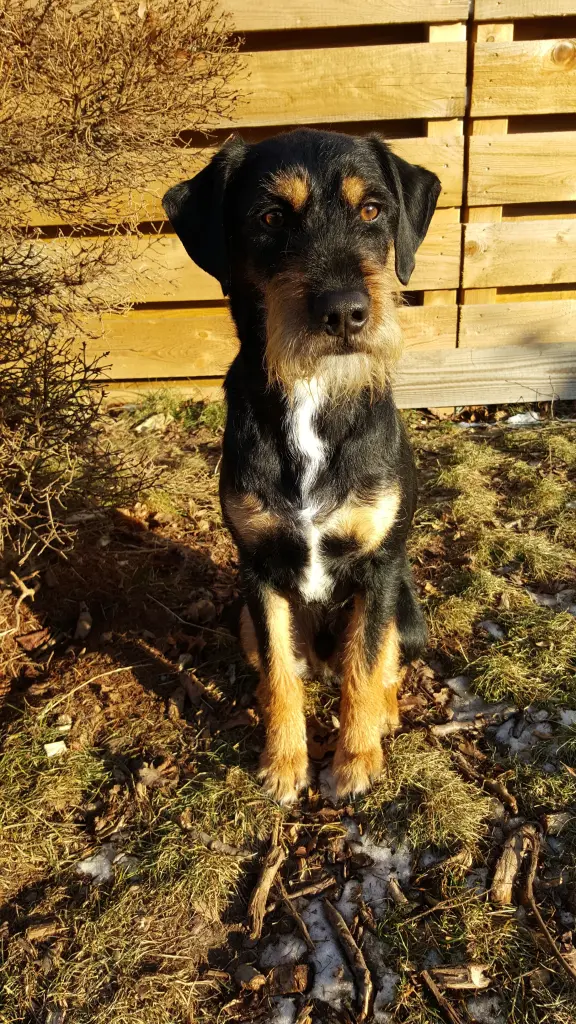 Andachtsbild von Marga mit Rambo im Herzen