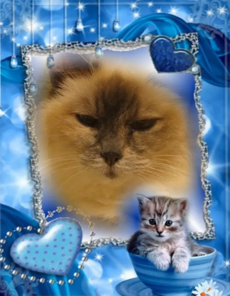 Andachtsbild von Uschi mit Seelenkazen Jojo und Merlin