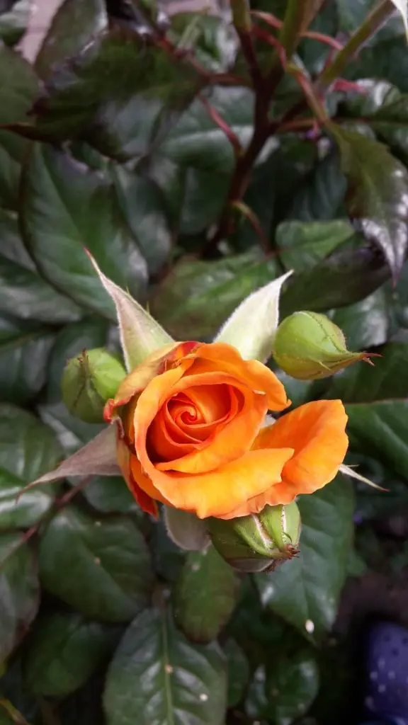 Andachtsbild von Jutta