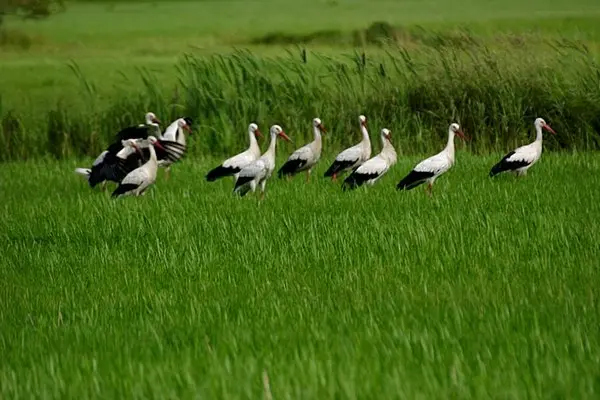 Andachtsbild von USchi mit Seelenkatzen Jojo und Merlin