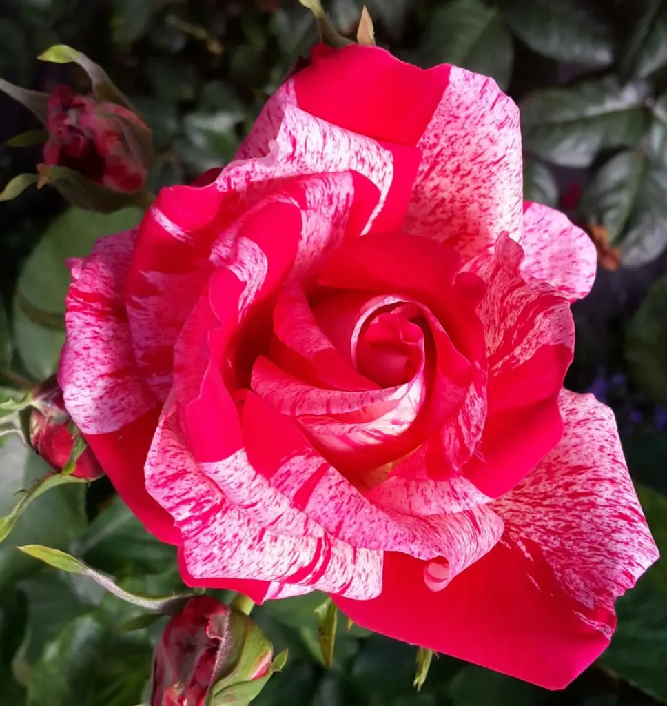 Andachtsbild von Jutta, Axel, Sohnemann Oscarchen und Rocky