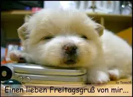 Andachtsbild von Post von Benny für Oscarchen und Rocky