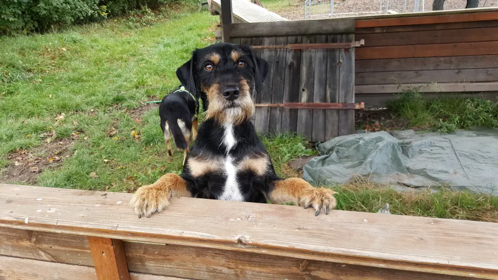 Andachtsbild von Marga mit Rambo im Herzen