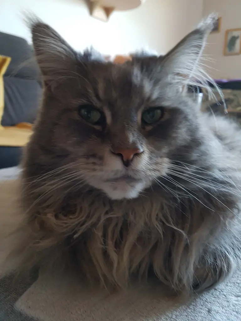 Andachtsbild von Brigitta mit Sam