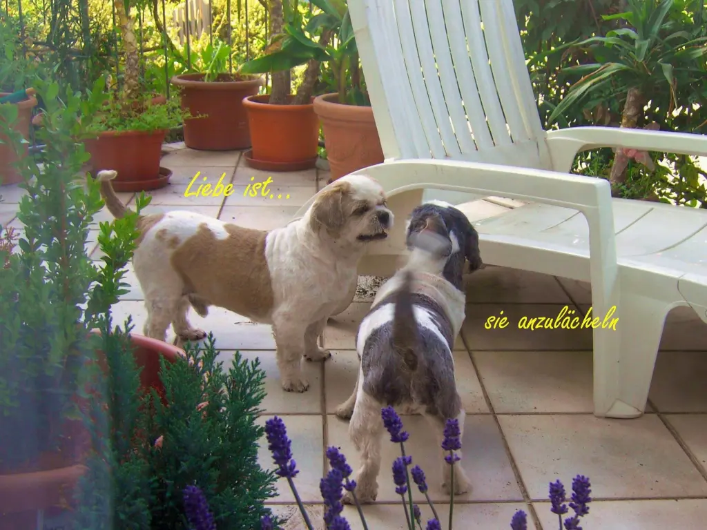 Andachtsbild von Marika mit Balou und Hippo im Herzen