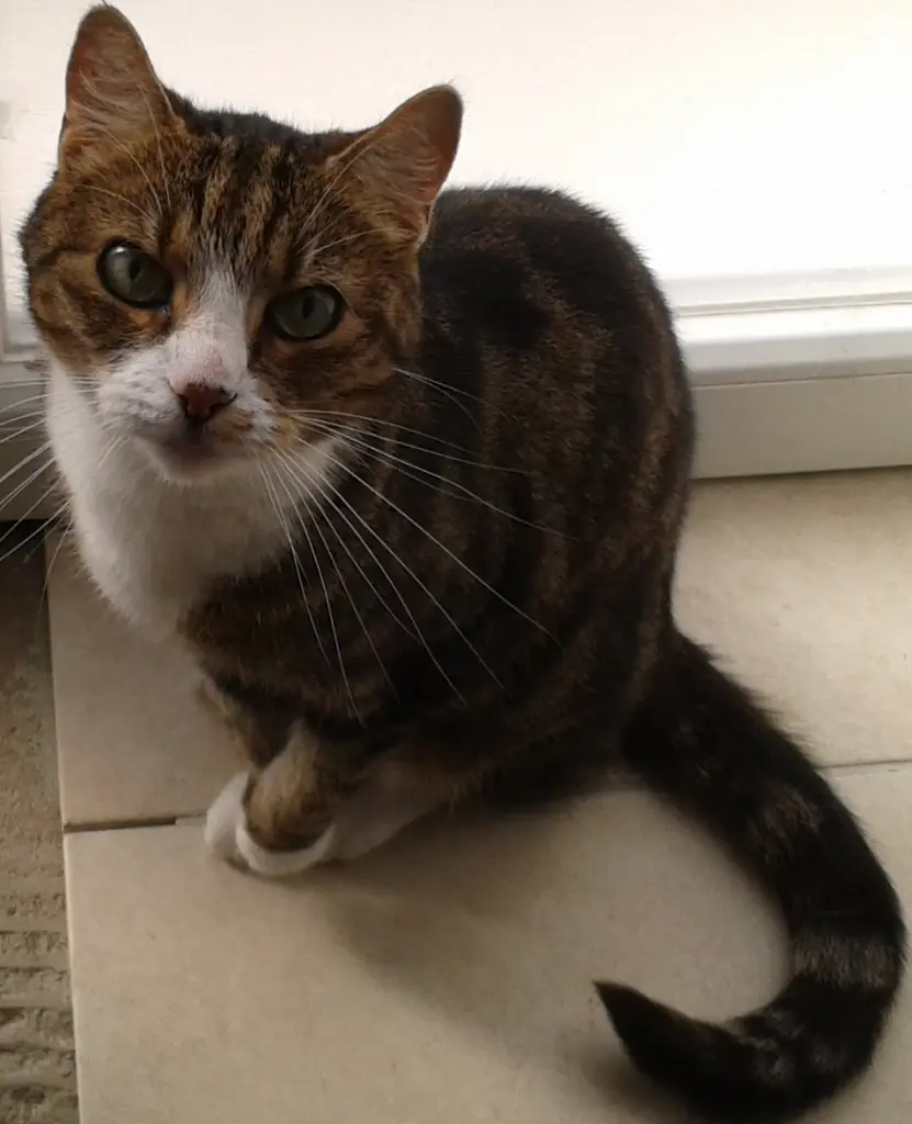 Andachtsbild von Angelika und Sally mit Krümel, Purzel und Charly im Herzen