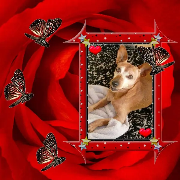 Andachtsbild von Rosen❤️❤️❤️❤️fur Mama❤️